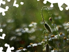 chamomile, drops, snail, bud