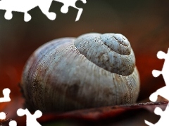 shell, snail