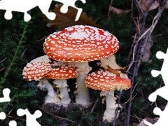 toadstools, snail