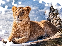 Beatyfull, Lion, snow, young