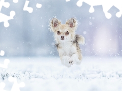 snow, dog, Chihuahua