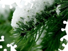 Conifers, snow