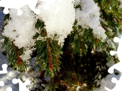 Conifers, snow