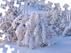 snow, Bush, Covered