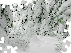 snow, Spruces, Covered