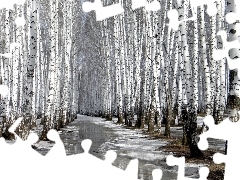 forest, melting, snow, birch