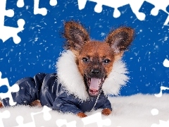 snow, graphics, doggy, clothes, funny