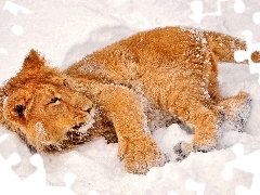 Lion, snow