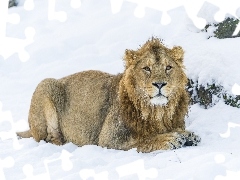 Lion, snow