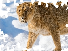 Lioness, snow