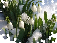 snow, snowdrops, melting