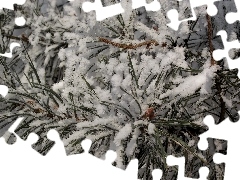 snow, conifer, needle