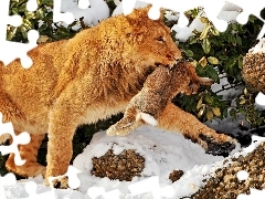 Wild Rabbit, Lion, snow