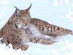 snow, Lynx, resting