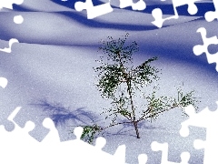 seedling, drifts, snow, pine