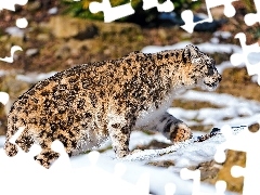 snow leopard, snow