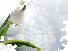 Snowdrop, snow