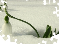 Snowdrop, snow