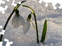 snowdrops, snow