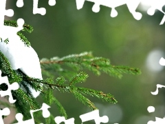 snow, twig, spruce