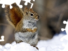 squirrel, snow