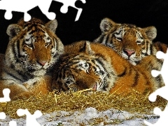 Three, grass, snow, tigress