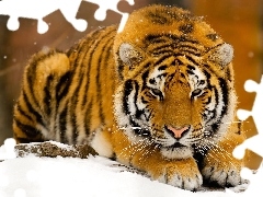 tiger, snow