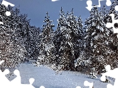 snow, winter, viewes, Spruces, trees