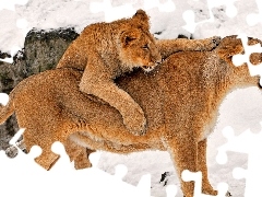 snow, Lioness, young