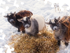 Hay, snow, young, Goats, Three