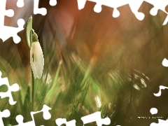 Colourfull Flowers, White, Snowdrop