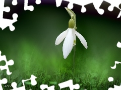 Snowdrop