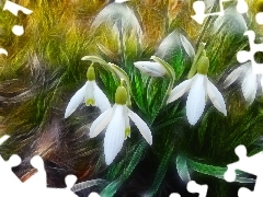 snowdrops