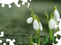 snowdrops