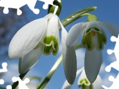 snowdrops