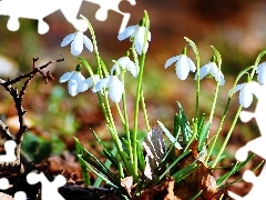 snowdrops, nature, Flowers