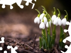 snowdrops, Spring, Flowers