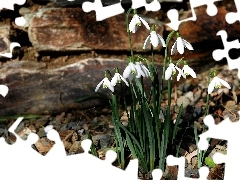 snowdrops, Spring, Flowers