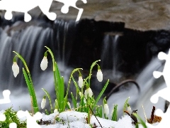 snowdrops, waterfall, snow