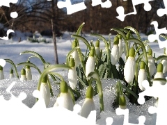 snow, snowdrops