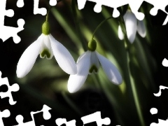 Spring, snowdrops