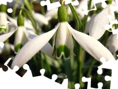 White, snowdrops