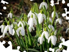 snowdrops