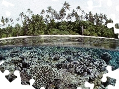 Solomon, Palms, coral, Islands, reef