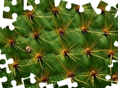 Cactus, Spikes