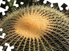 Cactus, Spikes