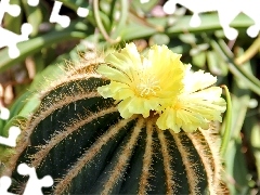 Spikes, flower, Cactus
