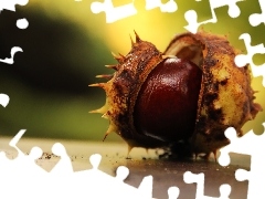 Spikes, chestnut, fruit