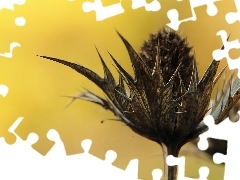 Spikes, dry, teasel