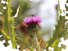 teasel, Spikes